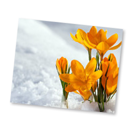 Gelber Krokus im Schnee