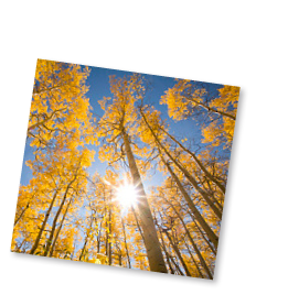 Sonnenstrahlen zwischen Bäumen